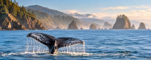 Whale tail rising from the ocean in front of Oregon coast sea stacks at sunrise